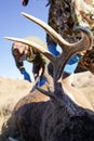 Two male deer hunters prepare to skin, dress and process the shot deer while in the field Royalty Free Stock Photo