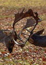 Two male deers fighting with their antlers Royalty Free Stock Photo