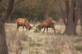 Two male deers Royalty Free Stock Photo