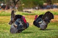 Two male domestic turkey walking in the yard green grass Royalty Free Stock Photo