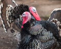 Male domestic turkey with second in the background Meleagris gallopavo