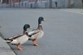 Two male ducks crossing the street Royalty Free Stock Photo