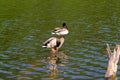 Two male ducks drakes with a blue-green neck brush feathers while standing on a half-flooded tree.