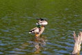 Two male ducks drakes with a blue-green neck brush feathers while standing on a half-flooded tree.