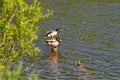 Two male ducks drakes with a blue-green neck stand on a half-flooded tree.