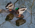 Two Male Ducks Resting by the Lake in the Morning Royalty Free Stock Photo