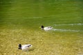 Two male ducks swimming in green water Royalty Free Stock Photo