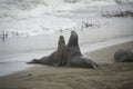 Male elephant seals squaring off