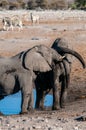 Two Male Elephants Fighting each other Royalty Free Stock Photo