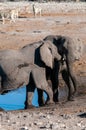 Two Male Elephants Fighting each other Royalty Free Stock Photo