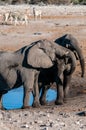 Two Male Elephants Fighting each other Royalty Free Stock Photo