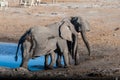 Two Male Elephants Fighting each other Royalty Free Stock Photo