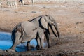 Two Male Elephants Fighting each other Royalty Free Stock Photo