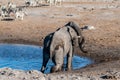 Two Male Elephants Fighting each other Royalty Free Stock Photo