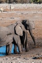 Two Male Elephants Fighting each other Royalty Free Stock Photo