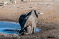 Two Male Elephants Fighting each other Royalty Free Stock Photo