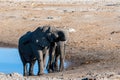 Two Male Elephants Fighting each other Royalty Free Stock Photo