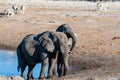 Two Male Elephants Fighting each other Royalty Free Stock Photo