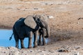 Two Male Elephants Fighting each other Royalty Free Stock Photo