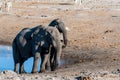 Two Male Elephants Fighting each other Royalty Free Stock Photo