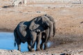 Two Male Elephants Fighting each other Royalty Free Stock Photo