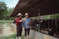 Two male farmer checking on his livestock and quality of milk in the dairy farm .Agriculture industry, farming and animal Royalty Free Stock Photo