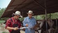 Two male farmer checking on his livestock and quality of milk in the dairy farm .Agriculture industry, farming and animal Royalty Free Stock Photo