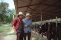 Two male farmer working and checking on his livestock in the dairy farm .Agriculture industry, farming and animal husbandry Royalty Free Stock Photo