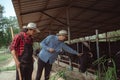 Two male farmer working and checking on his livestock in the dairy farm .Agriculture industry, farming and animal husbandry Royalty Free Stock Photo