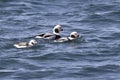 Two male and female long-tailed ducks floating along the shore of a winter day Royalty Free Stock Photo