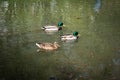 Three mallard ducks swimming in the river Royalty Free Stock Photo