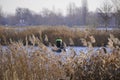 Two male fishermen in warm clothes on a boat, winter fishing on a river or lake. Photo through dry, brown reeds or grass Royalty Free Stock Photo