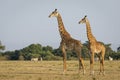 Two male giraffe standing in sunset amongst grazing zebra in Masai Mara in Kenya Royalty Free Stock Photo