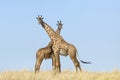 Two male giraffe standing together facing each other with blue sky in background in Masai Mara Kenya