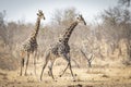 Two male giraffe walking through dry winter bush in Kruger Park South Africa Royalty Free Stock Photo