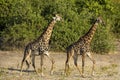 Two male giraffe walking in line with green bush in background in Chobe National Park Royalty Free Stock Photo