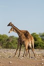 Two male Giraffes fighting Royalty Free Stock Photo