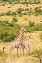 Two male giraffes fighting  Giraffa camelopardalis, Pilanesberg National Park, South Africa. Royalty Free Stock Photo