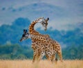 Two male giraffes fighting each other in the savannah. Kenya. Tanzania. East Africa.