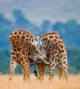 Two male giraffes fighting each other in the savannah. Kenya. Tanzania. East Africa. Royalty Free Stock Photo