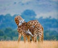 Two male giraffes fighting each other in the savannah. Kenya. Tanzania. East Africa. Royalty Free Stock Photo