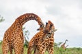 Two male giraffes fighting in the wild at Nairobi National Park, Kenya Royalty Free Stock Photo