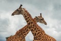 Two male giraffes fighting in the wild at Nairobi National Park, Kenya Royalty Free Stock Photo