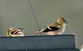 Two male Gold Finches