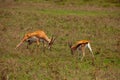 two male Grant\'s gazelle dueling on a green meadow