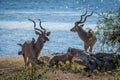 Two male greater kudu standing beside river Royalty Free Stock Photo