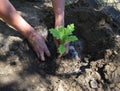 Two male hands and oak seedling Royalty Free Stock Photo