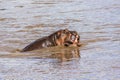 Hippopotamus fighting