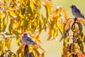 Two male house finches perched on a tree branch Royalty Free Stock Photo