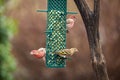 Two male house finches and one female Pine Siskin at a bird feeder